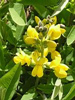 Thermopsis fadacea (fam. Legumineuses) (Chine, Japon, Siberie) (3) (Photo F. Mrugala)